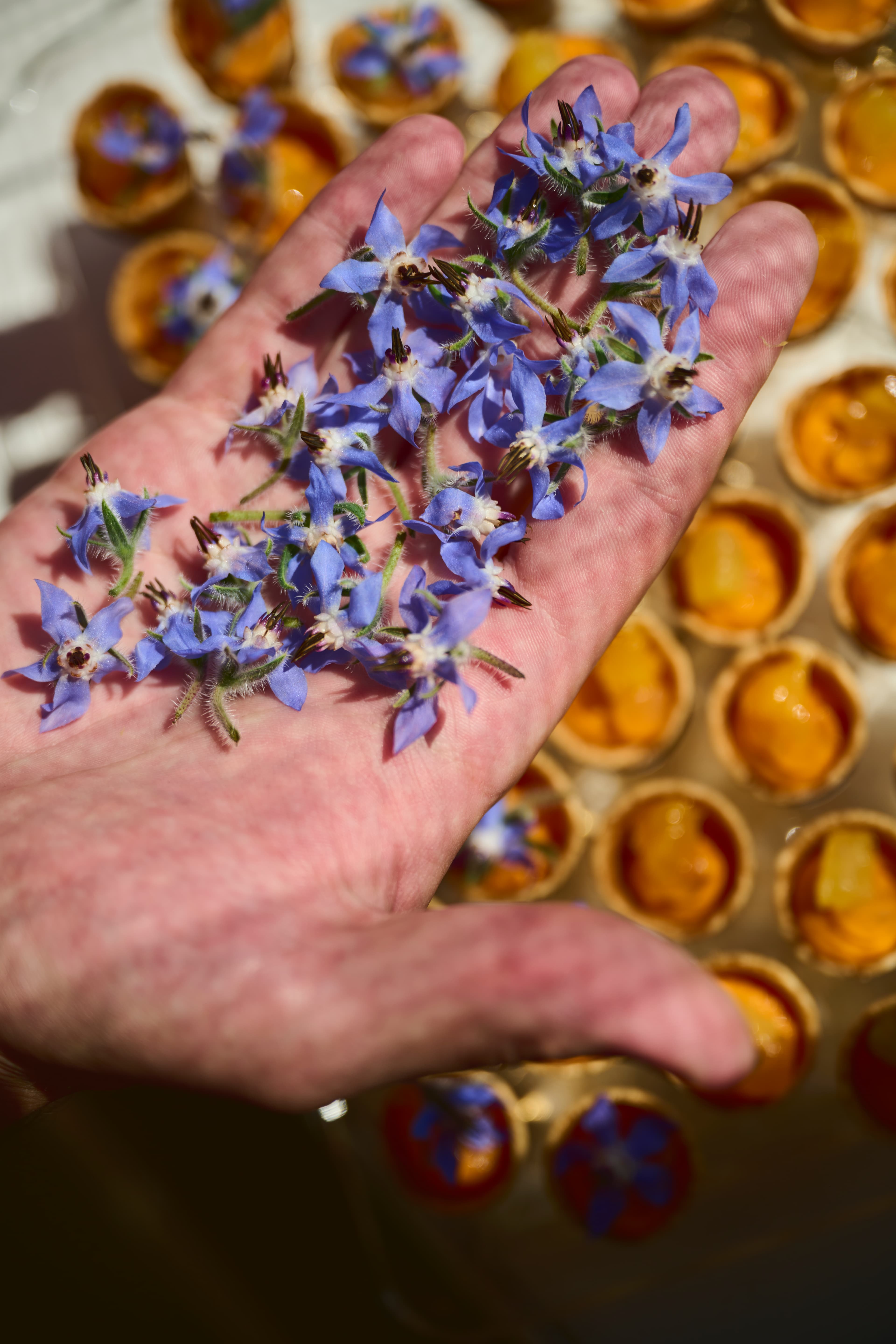 A chef presents fresh flowers that he uses to decorate the dishes at the restaurants at KKL Lucerne.