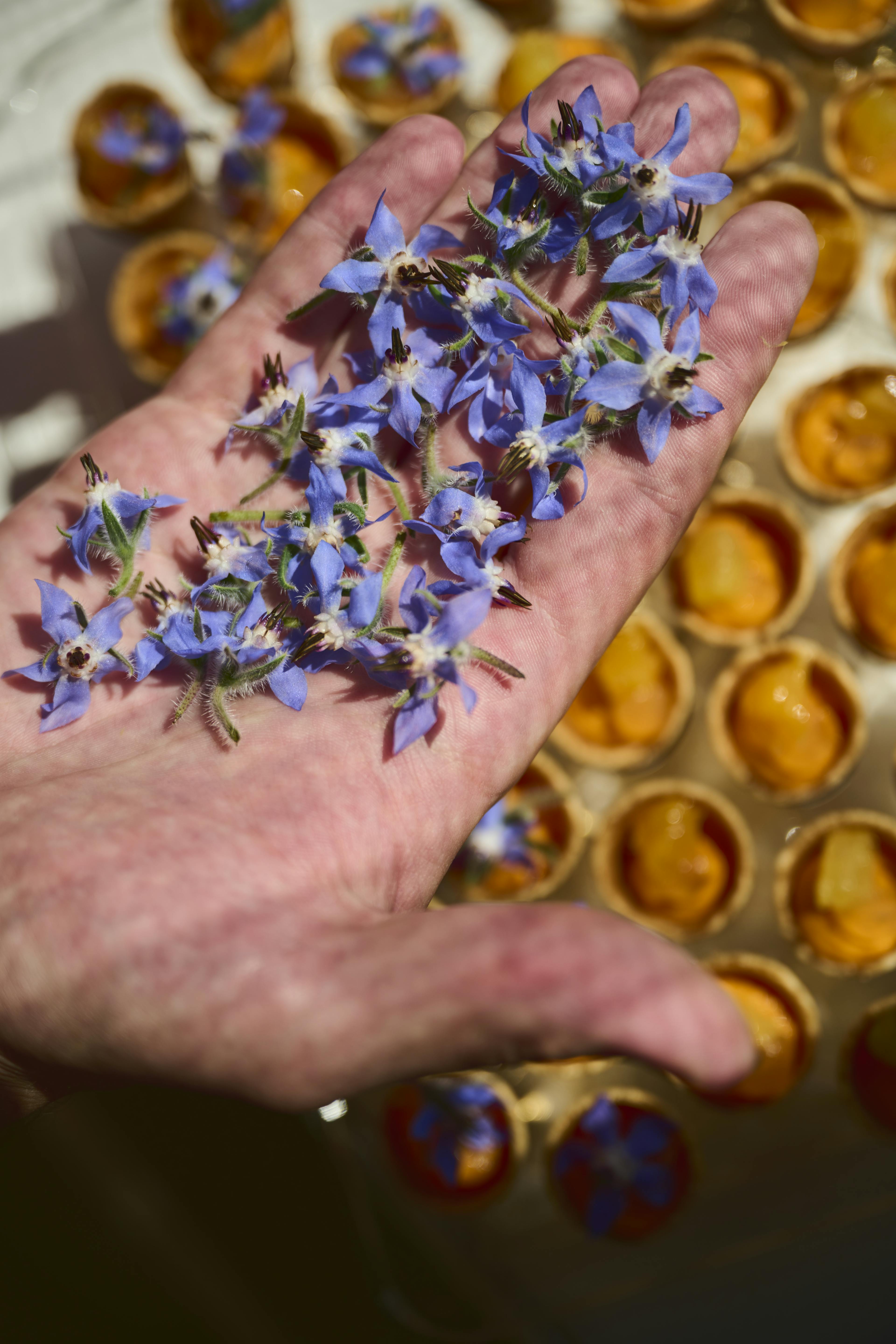 Ein Koch präsentiert frische Blüten die er für die Dekoration der Speisen im KKL Luzern nutzt.
